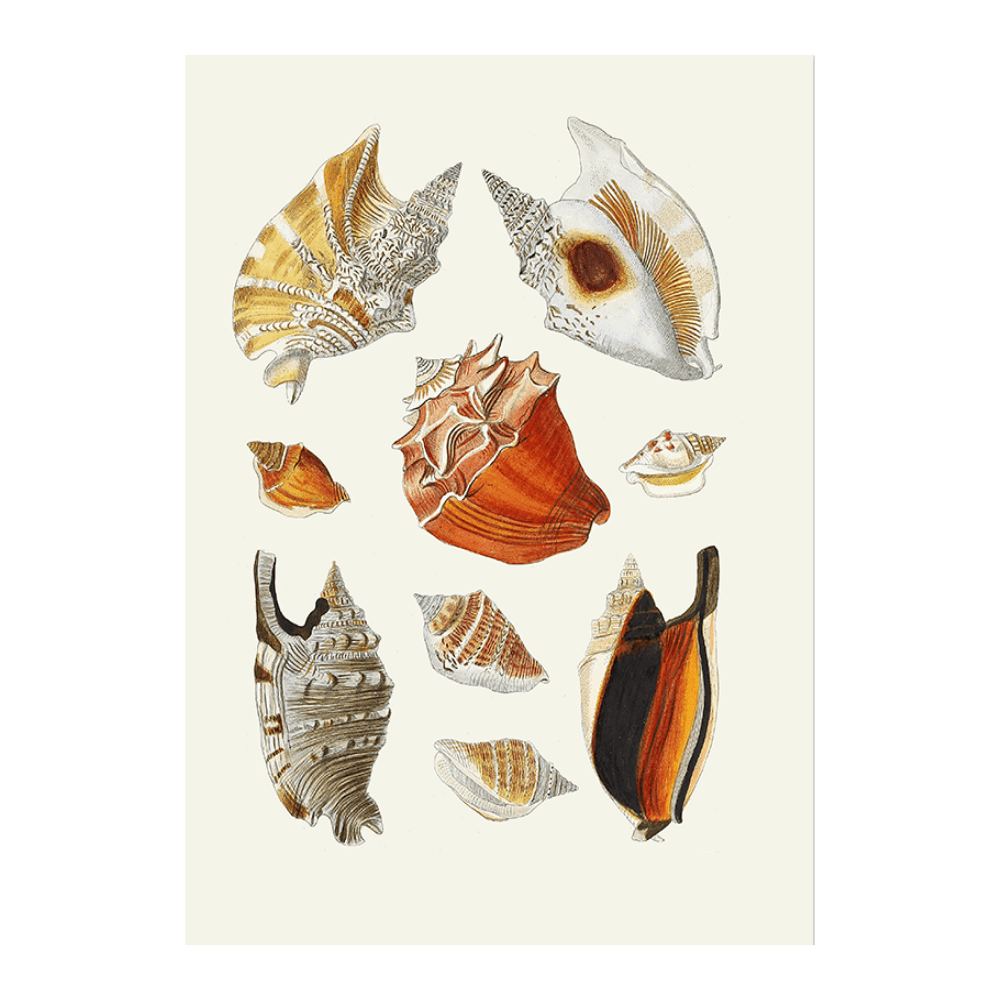 Strombea XVII