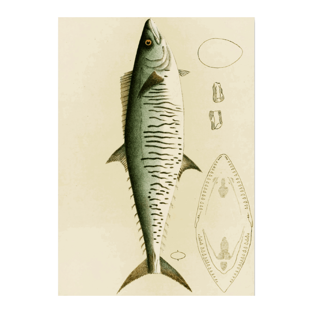 Fishes I
