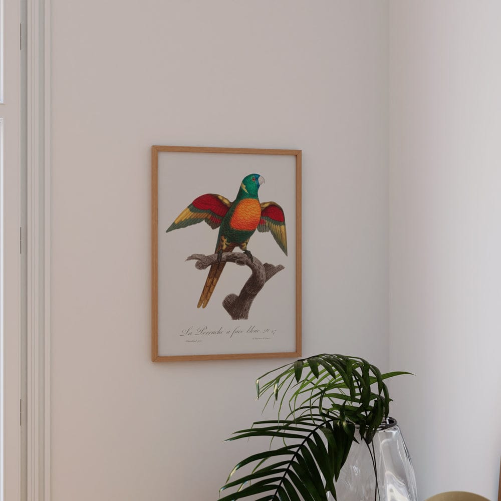 The Blue Headed Parrot
