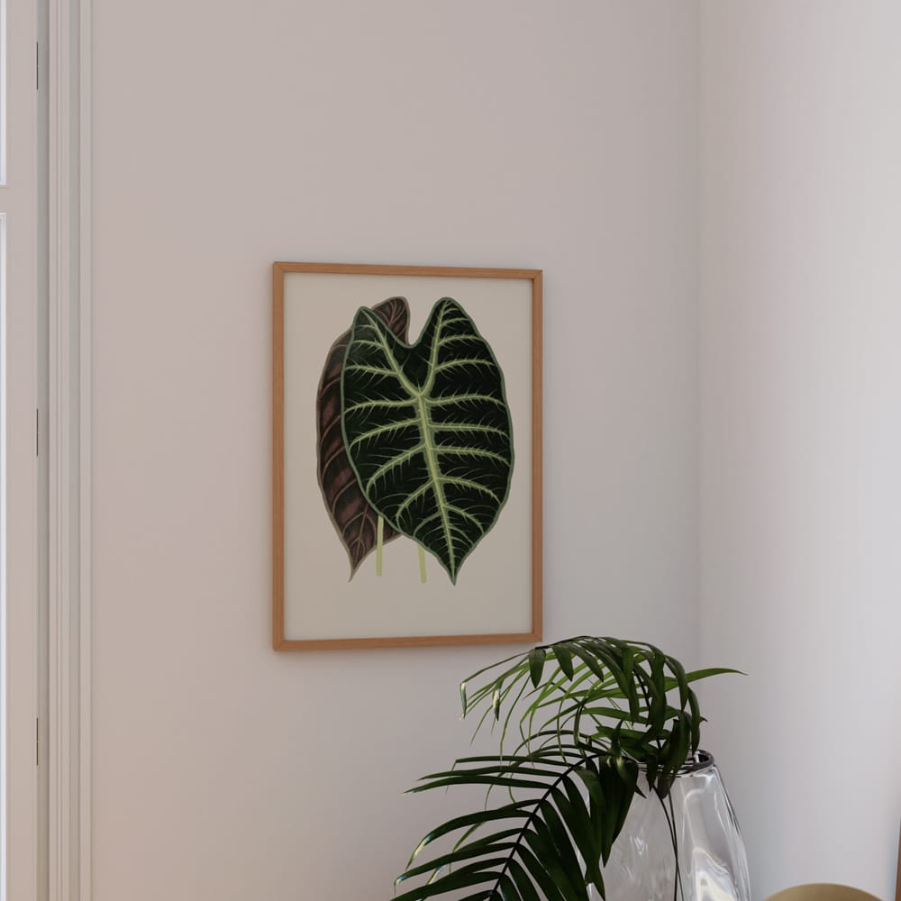 Alocasia Lowii (1867-1870)