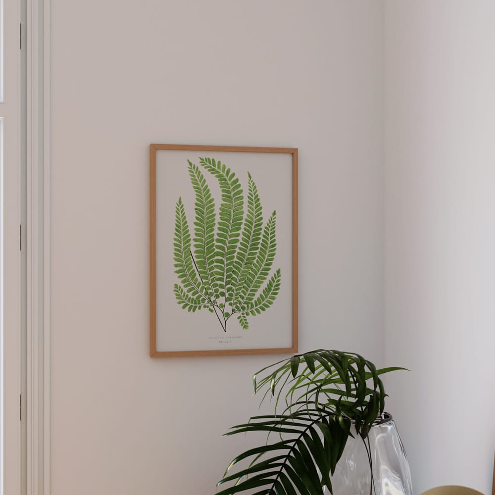 Adiantum Pubescens Fern