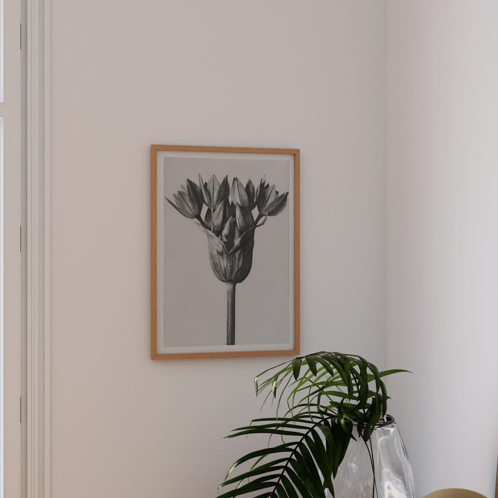 Karl Blossfeldt: "Allium Ostroroskianum (ornamental onion)"