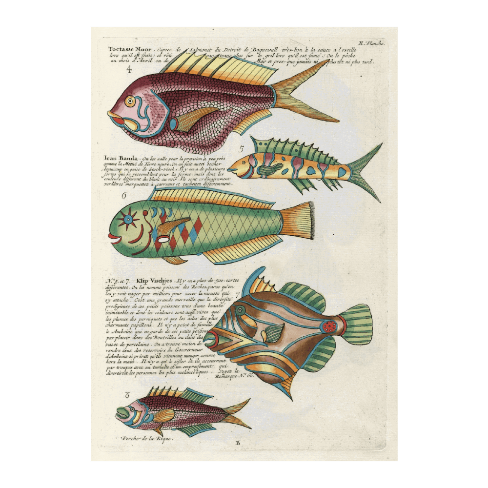 Poissons, Ecrevisses Et Crabes, De Diverses Couleurs Et Figures Extraordinaires