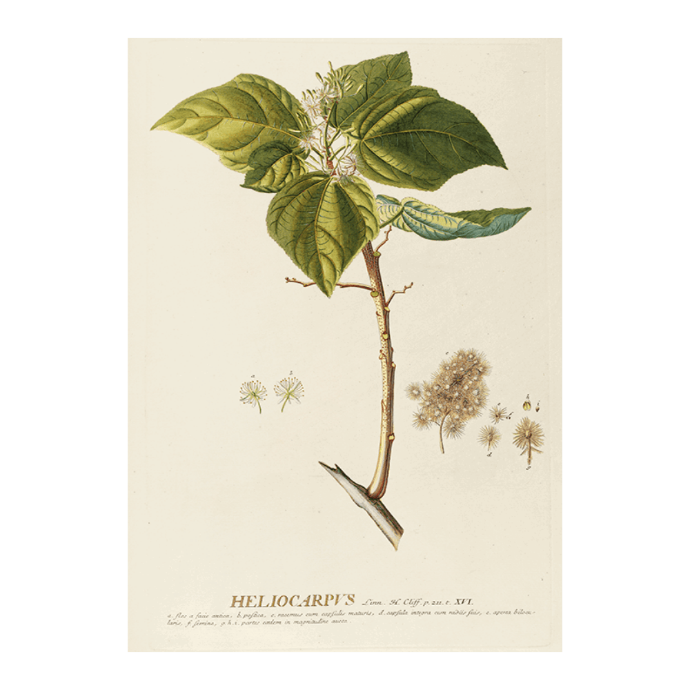Heliocarpus