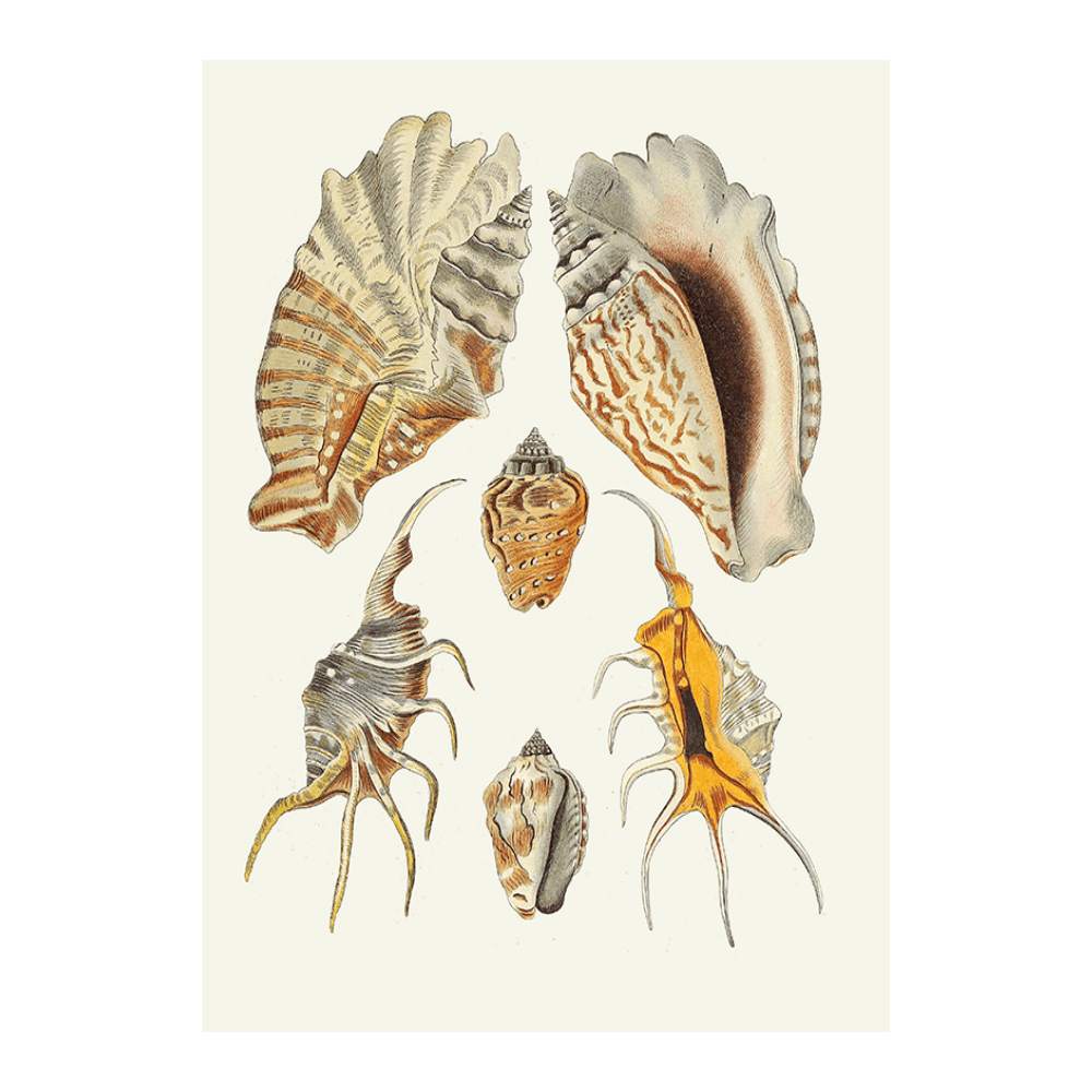 Strombea XVI