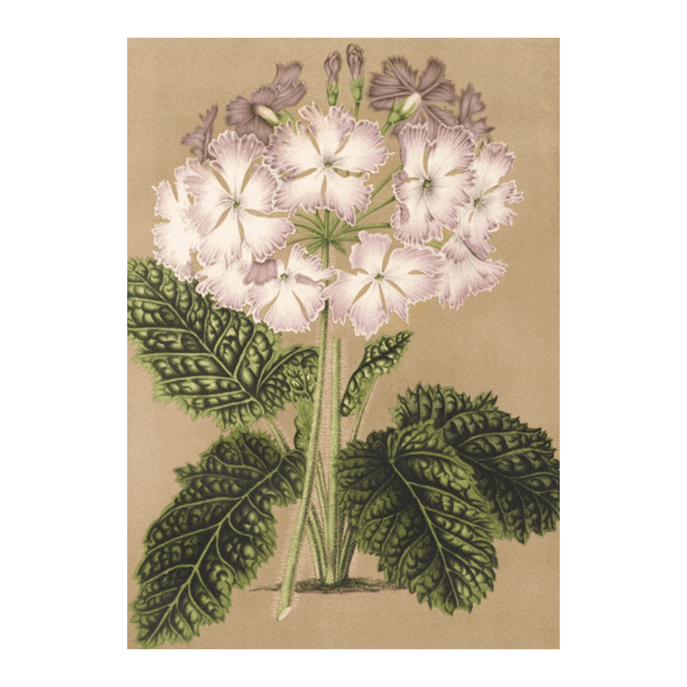 ‍Primula Cortusoides (1854-1896) (100% off)