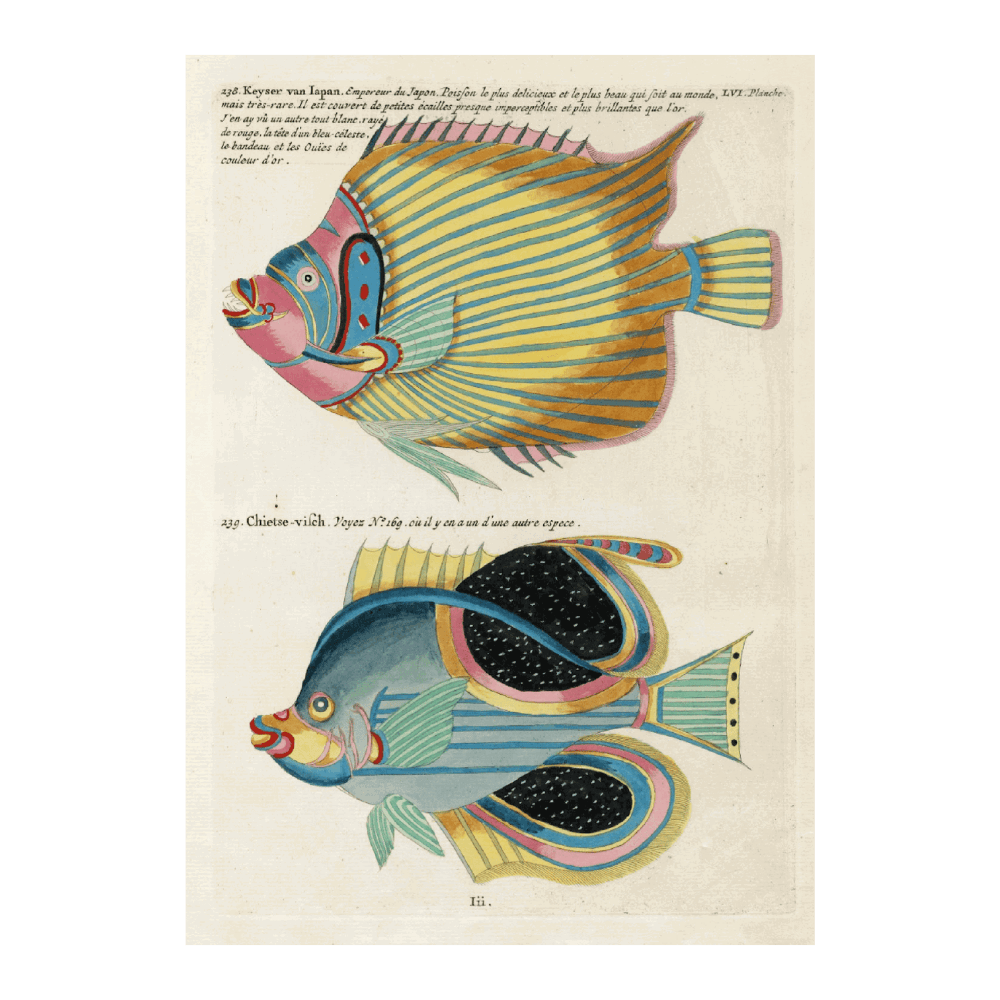 Poissons, Ecrevisses Et Crabes, De Diverses Couleurs Et Figures Extraordinaires Pl XCIX