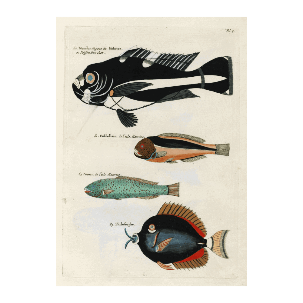 Poissons, Ecrevisses Et Crabes,De Diverses Couleur Et Figures Extraordinaires PI IX
