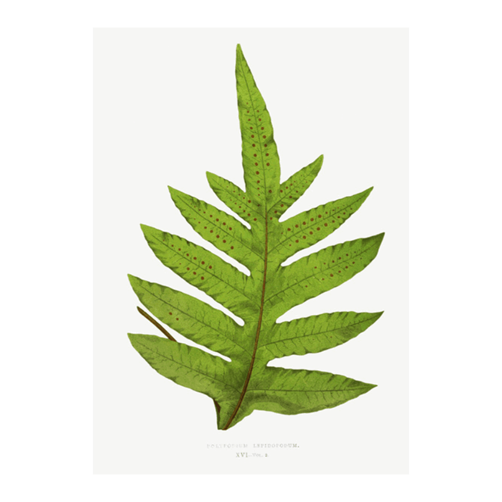 Polypodium Lepidopodum Fern