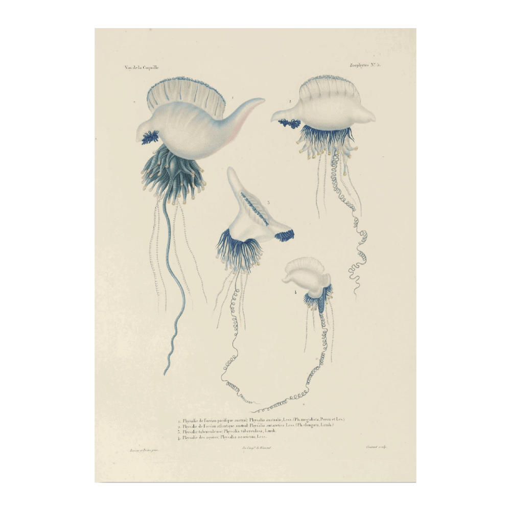 Voyage Autour Du Monde PI XCII