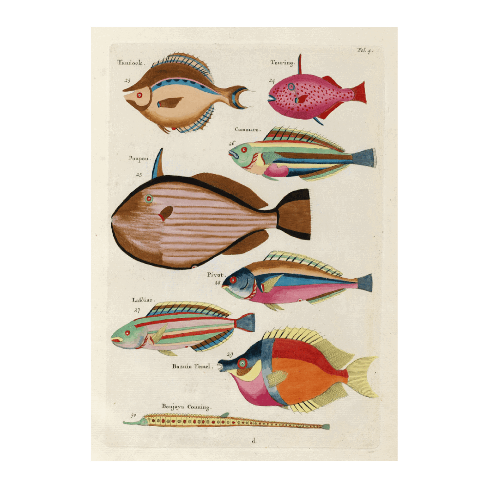 Poissons,Ecrevisses Et Crabes, De Diverses Coulers Et Figures Extraordinaires PI IV