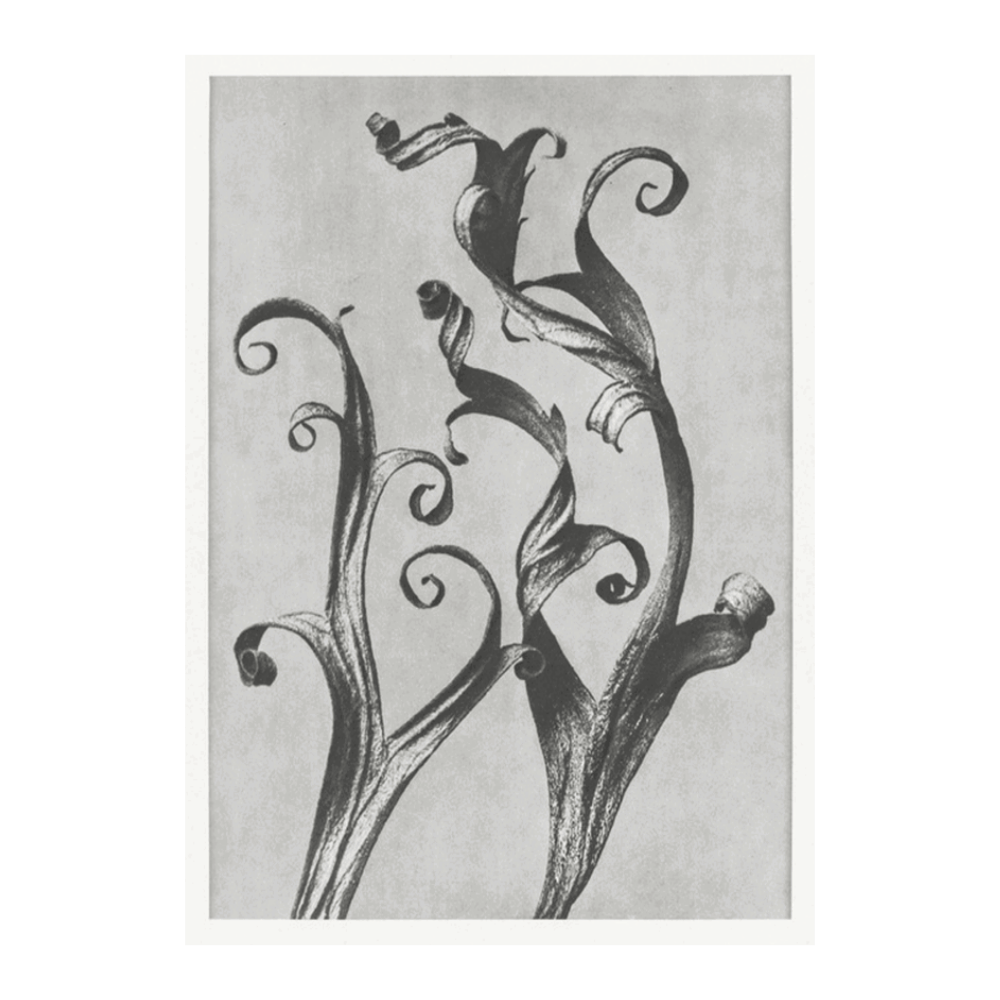 Karl Blossfeldt: "Delphinium (Larkspur Leaves)"