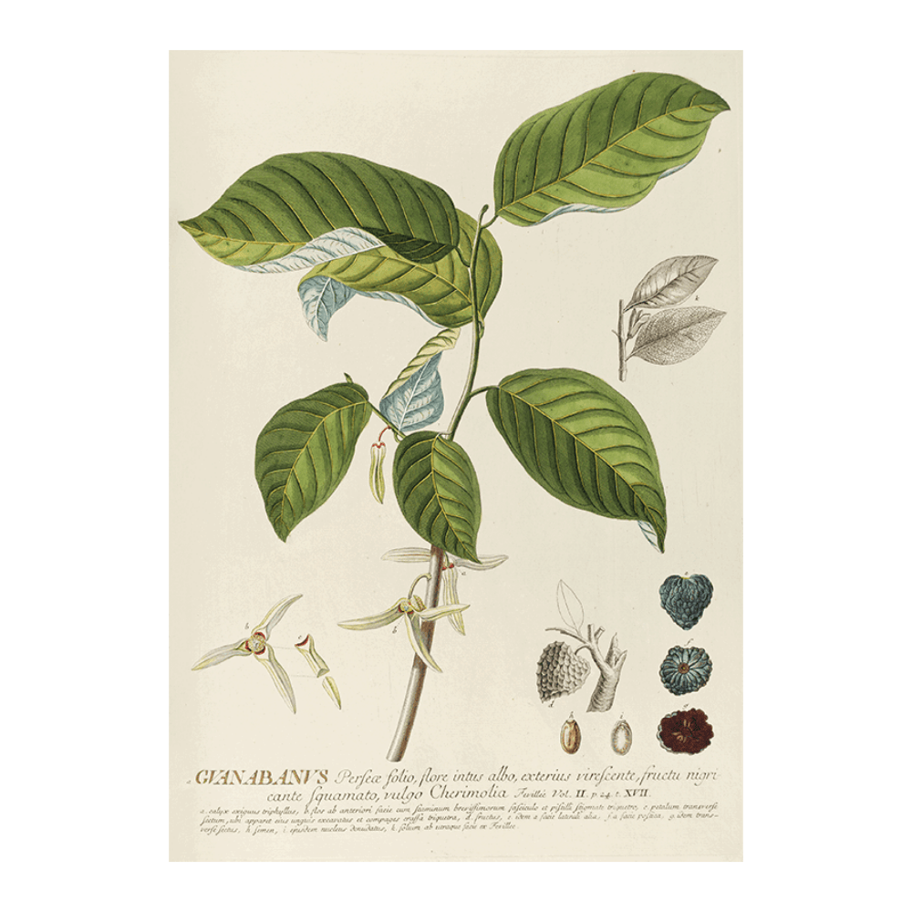 Guanabanus
