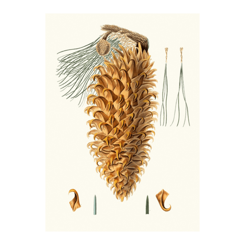 Pinus Coulteri (1837)