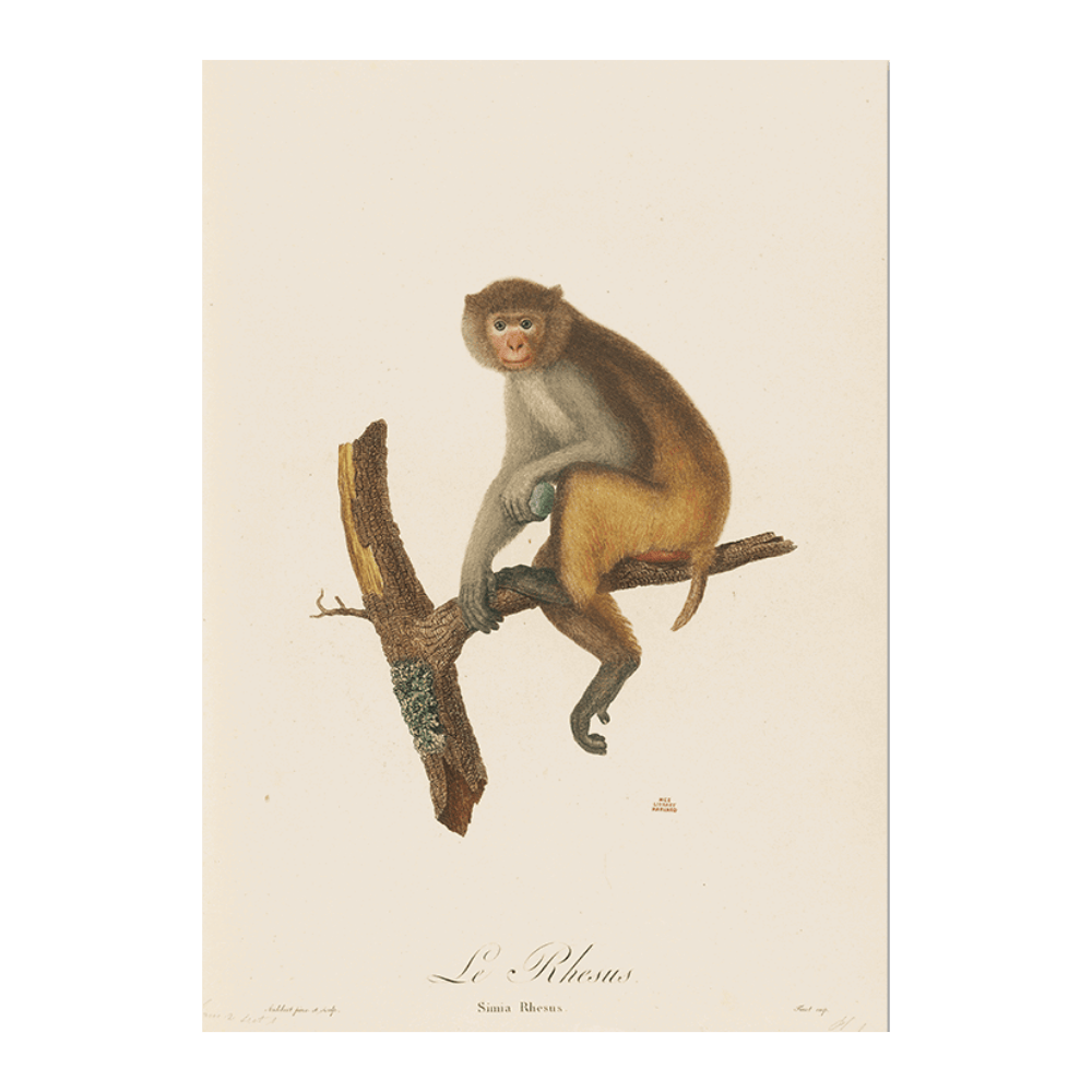 Le Rhesus