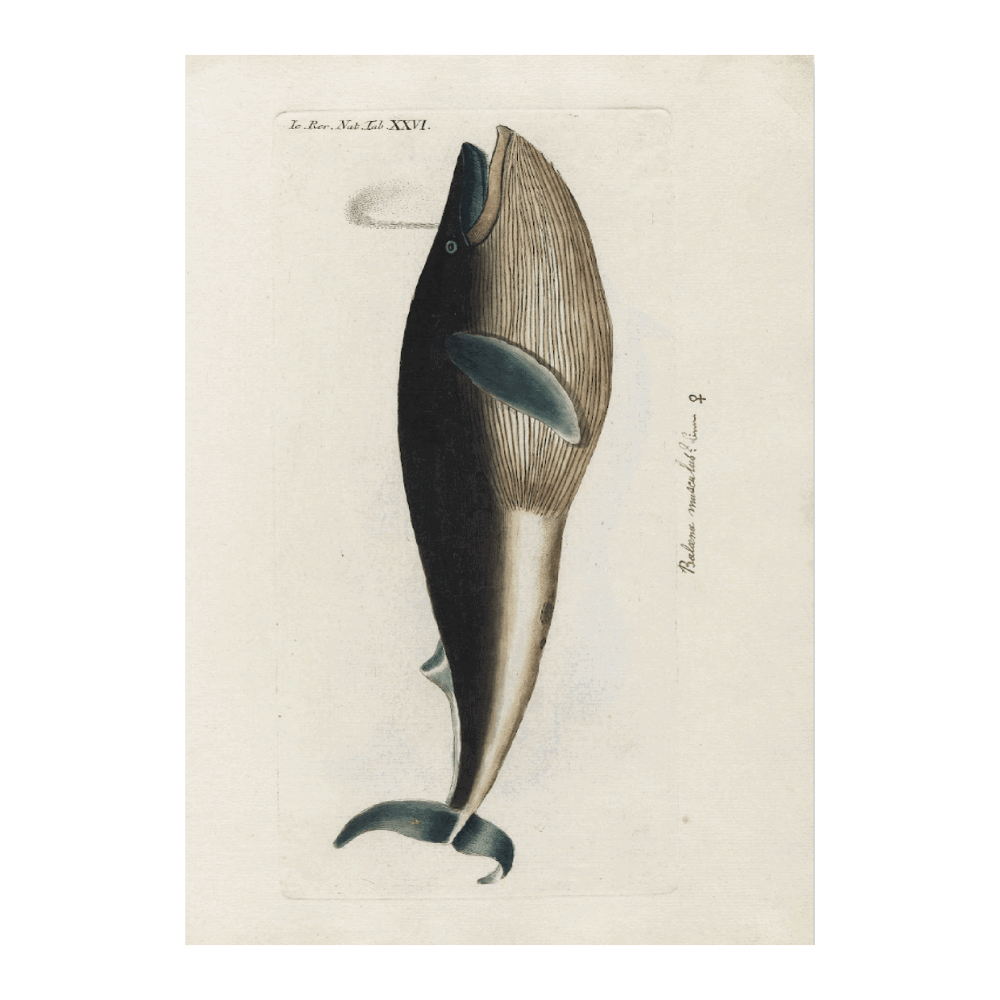 Icones Rerum Naturalium ,Ou Figures Enluminées D'histoire Naturelle Du Nord PI XXVI