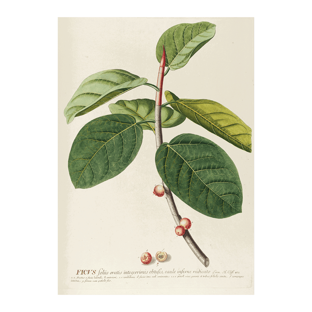 Ficus
