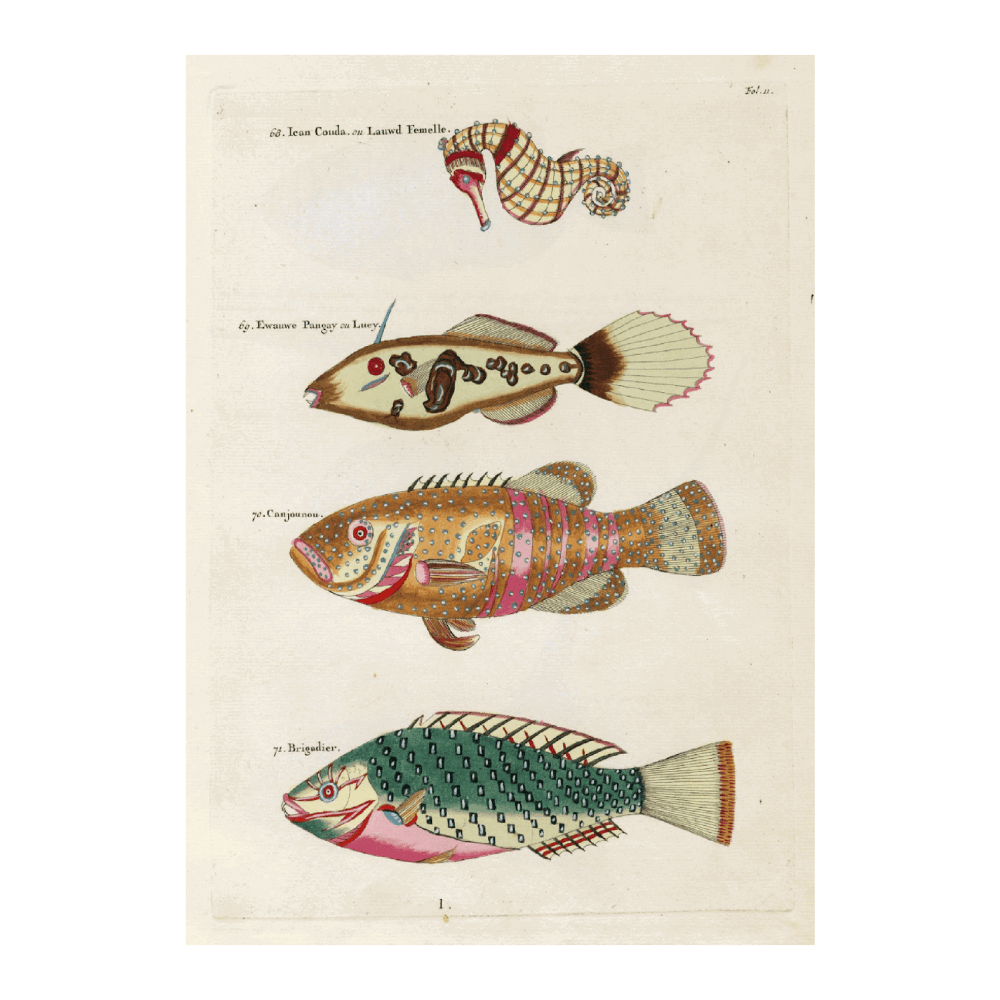 Poissons,Eccrevisses Et Crabes,De Diverses Couleurs Et Figures Extraordinaires PI XI
