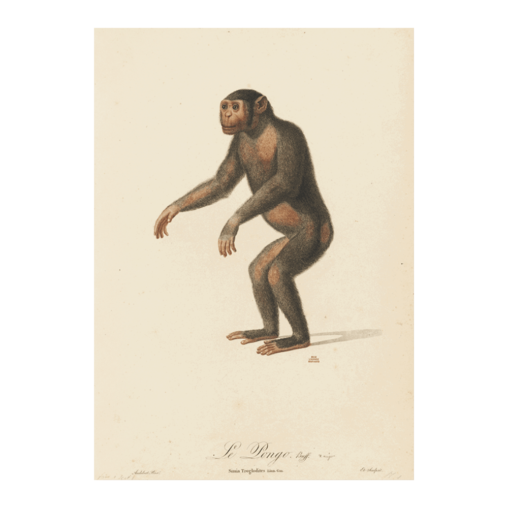 Le Pongo