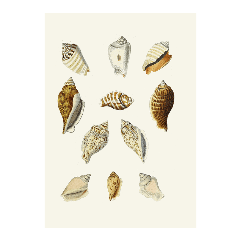 Strombea XIII