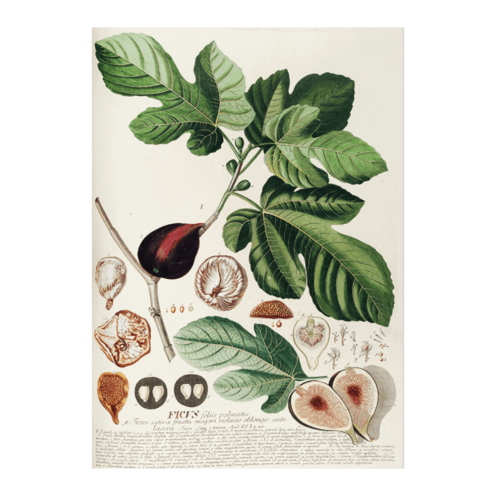 Ficus II