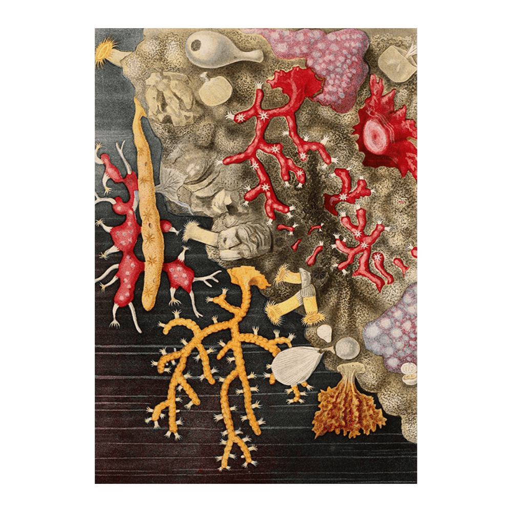 Corail