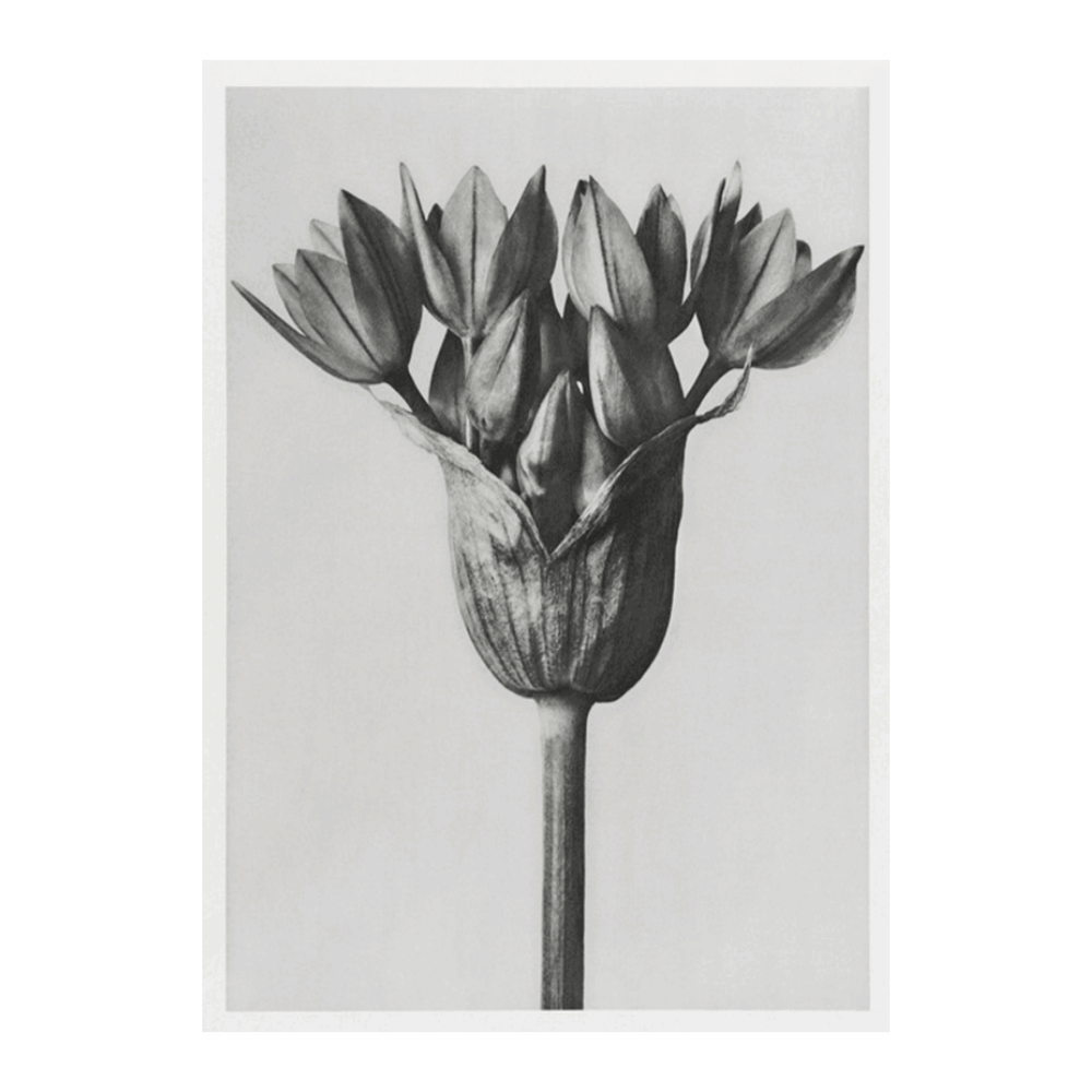 Karl Blossfeldt: "Allium Ostroroskianum (ornamental onion)"