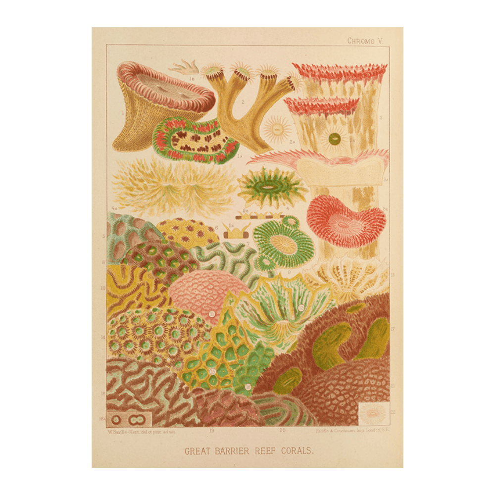 Great Barrier Reef Corals (1893)