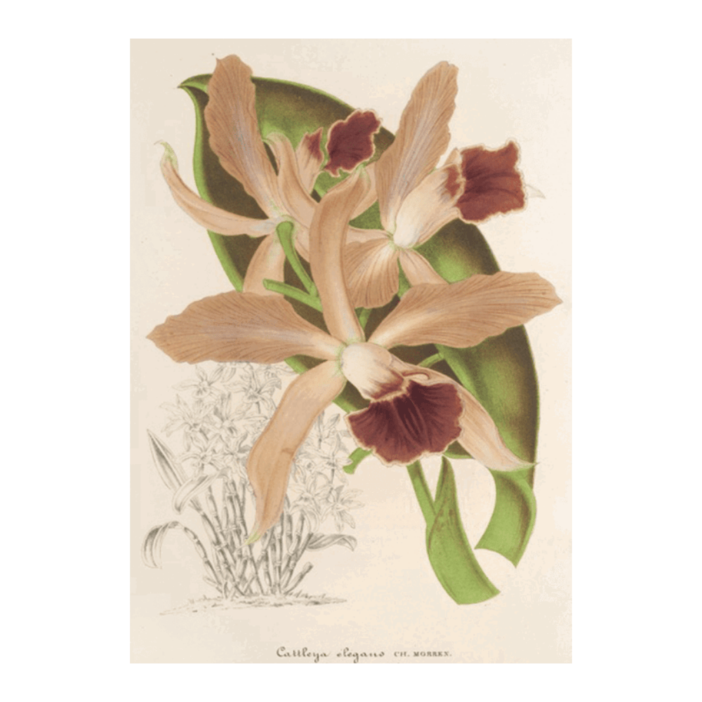 Orchid: Cattleya elegans Ch. Morren (1854-1896)