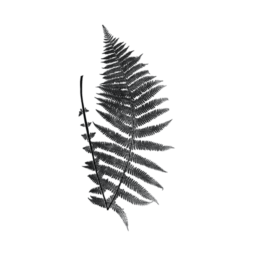 Fern Illustration II