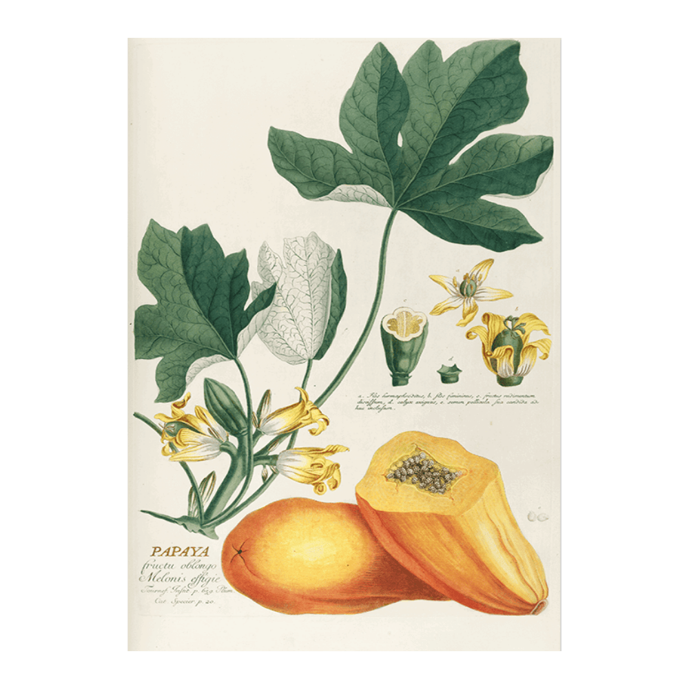 Papaya