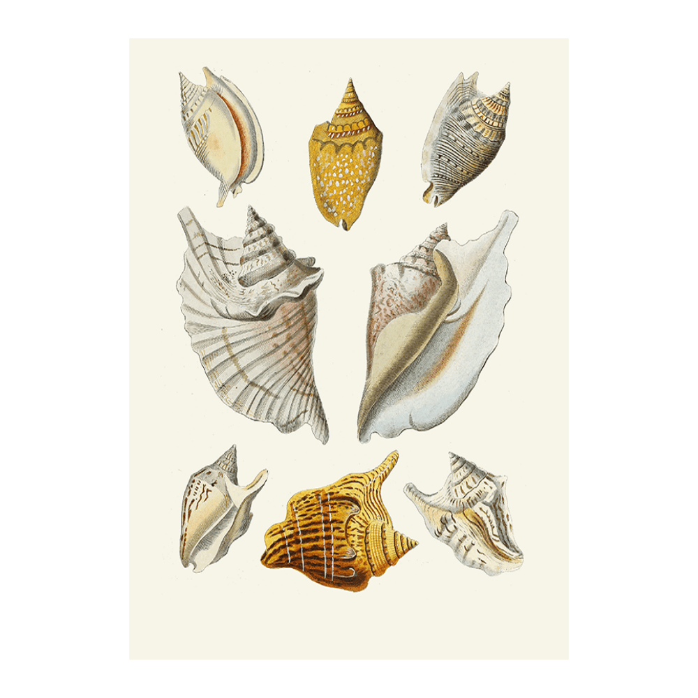 Strombea XI