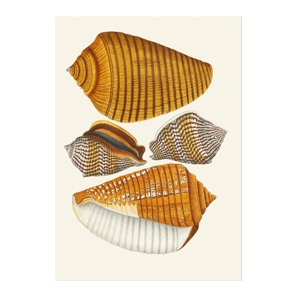 Strombea VIII