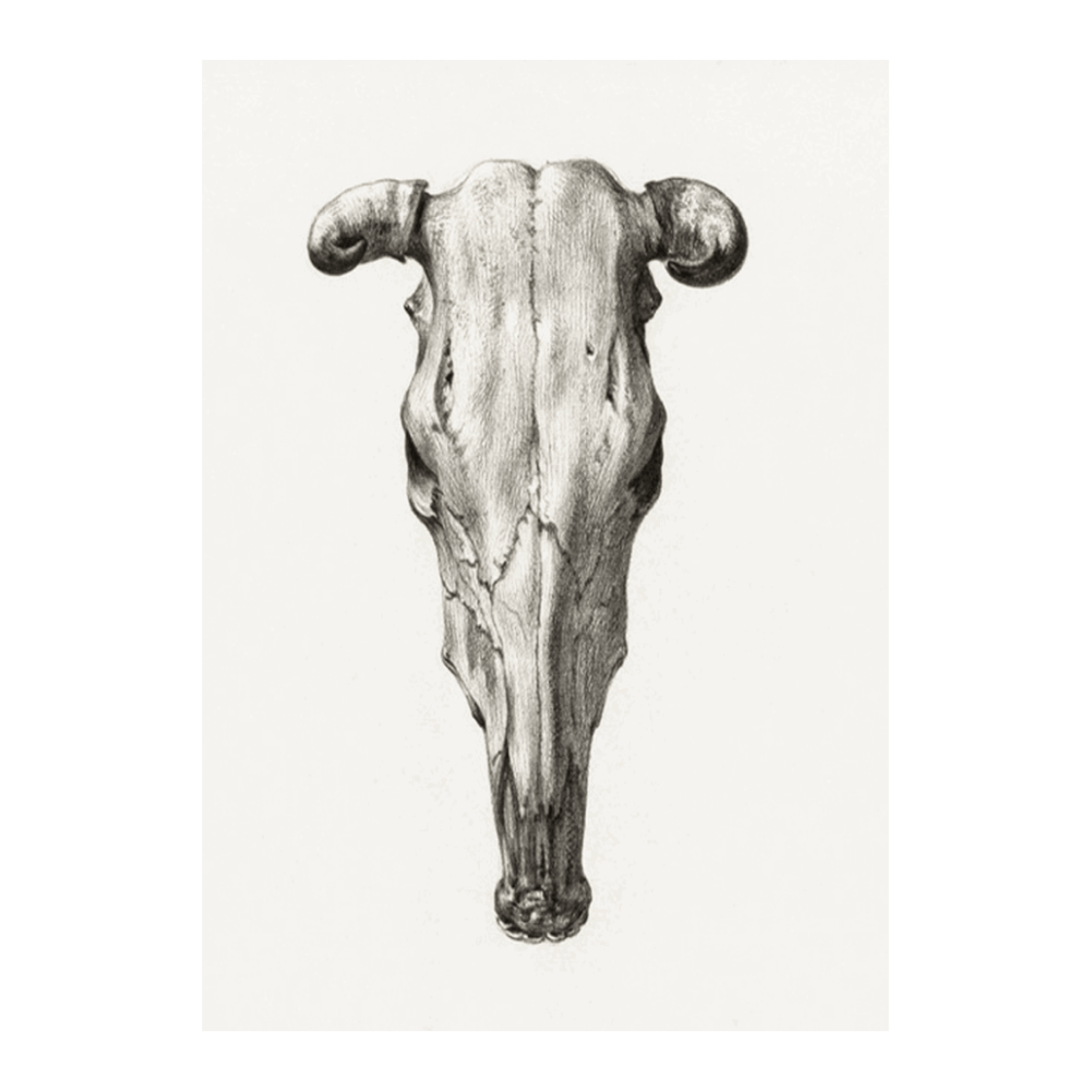 Jean Bernard: "Skull of a Cow II" (1816)
