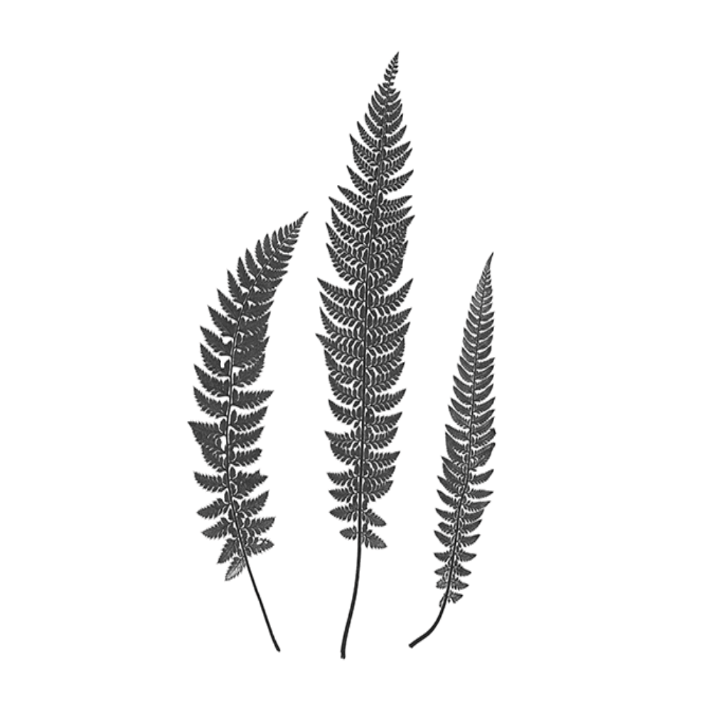Fern Illustration I