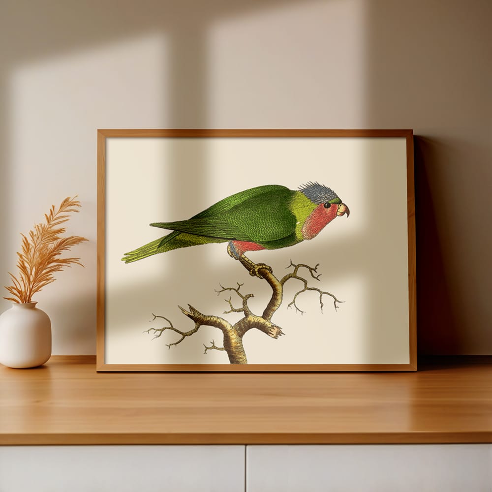 Purple-Headed Parrakeet