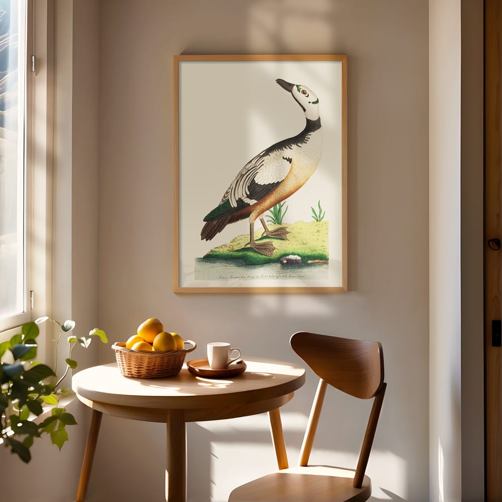The Western Duck