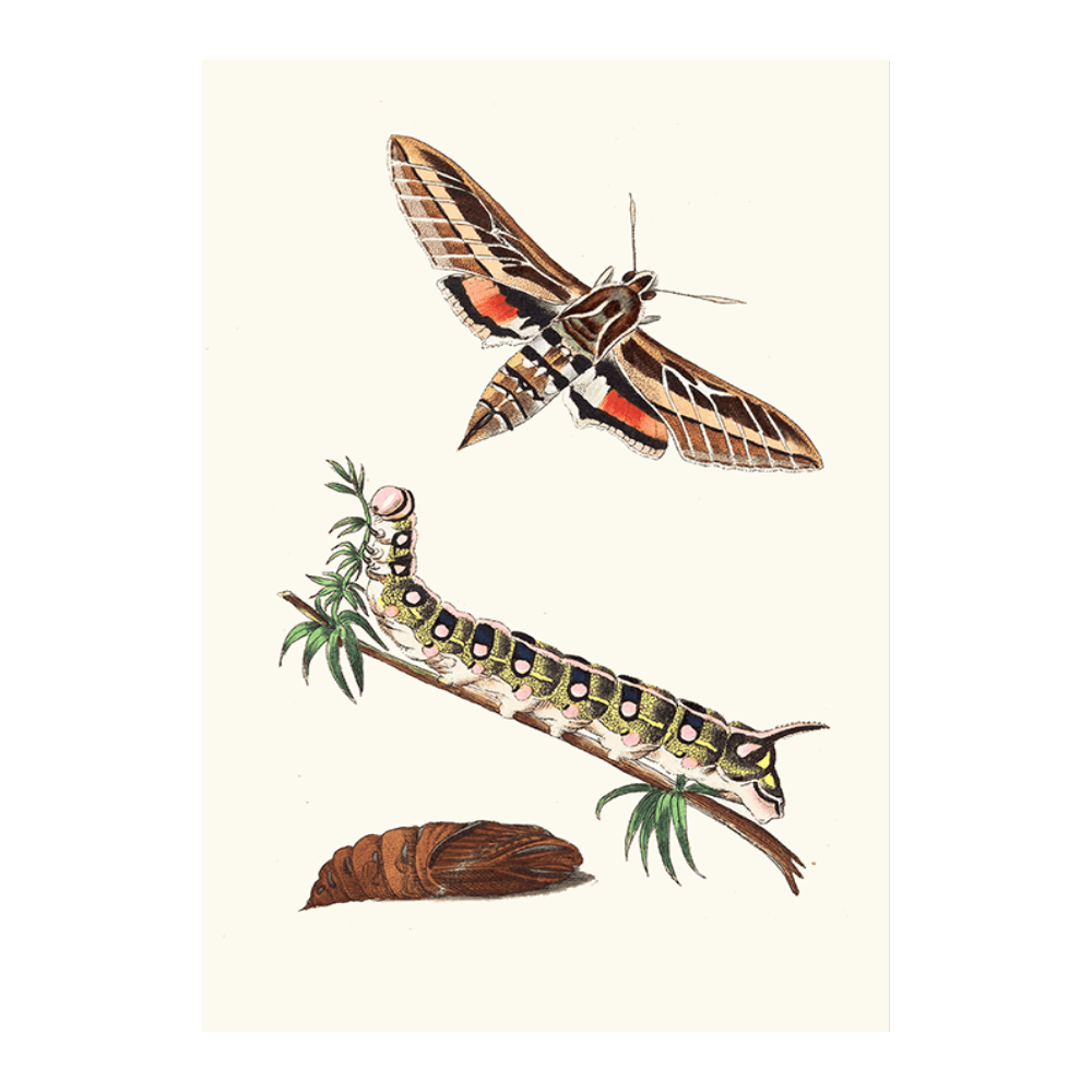 Lineated Sphinx