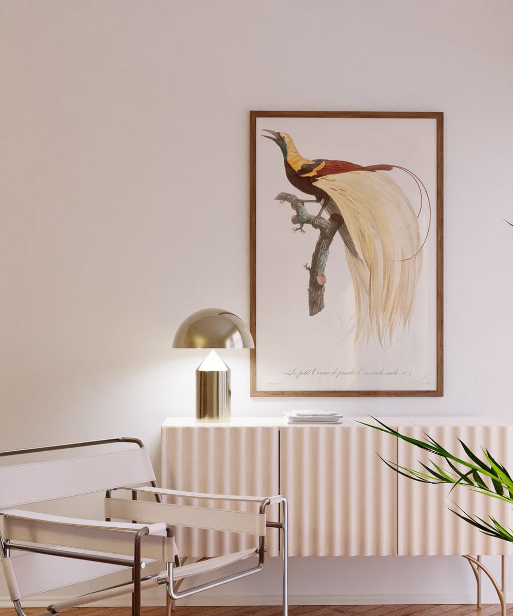 Emperor Bird of Paradise