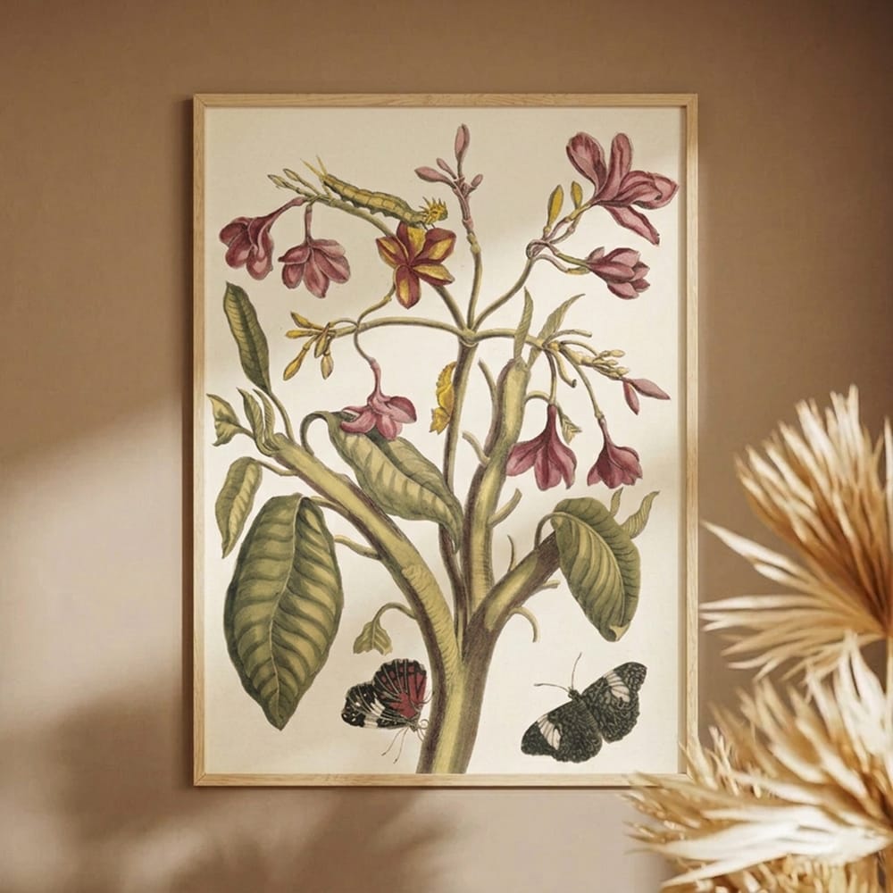 Jasmin Des Indes (1705)
