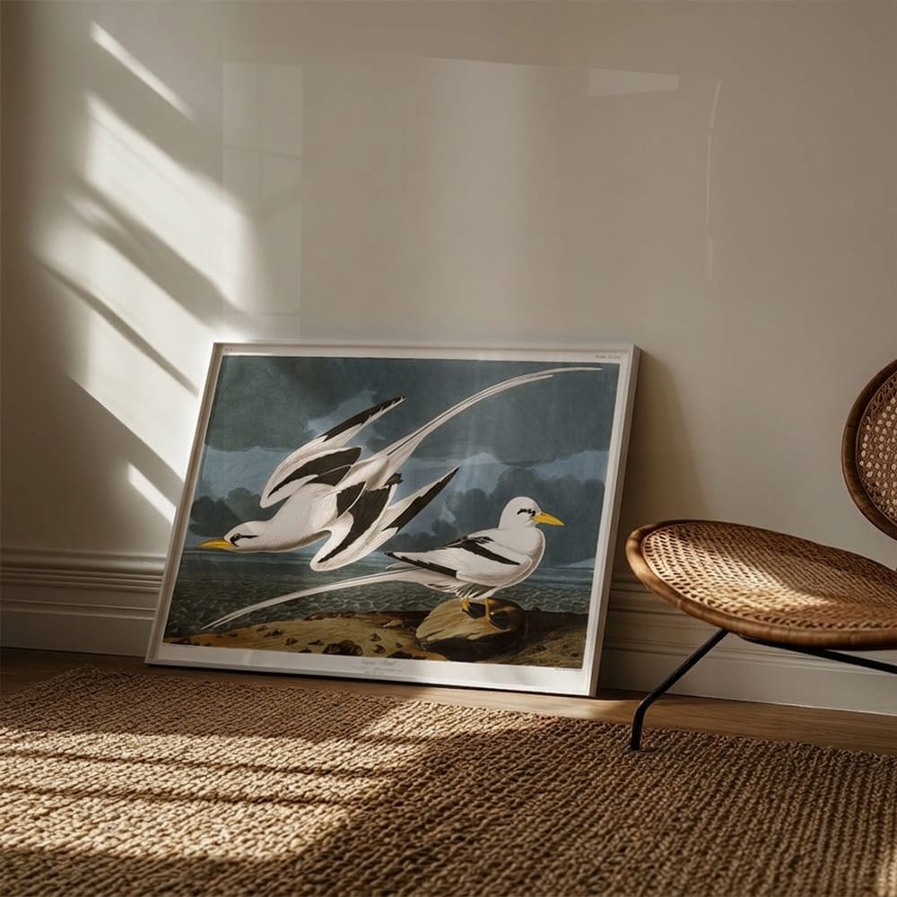 Audubon Tropic Birds