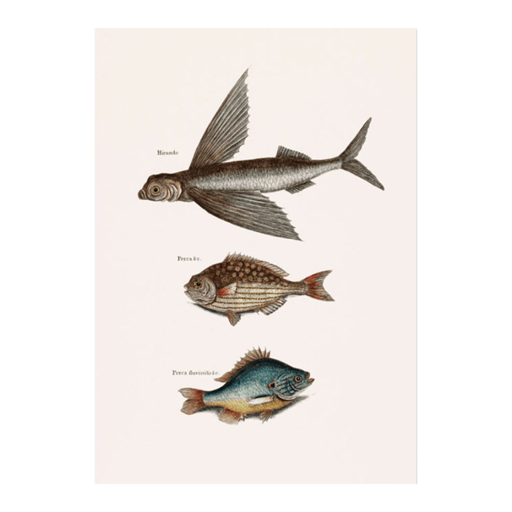 Flying Fish (Hirundo), Rudder Fish (Perca sectatrix) & Perch (Perca fluviatilis)