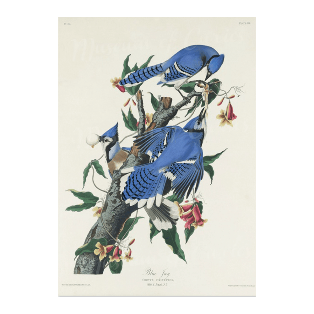 ‍Audubon Blue Jay (100% off)