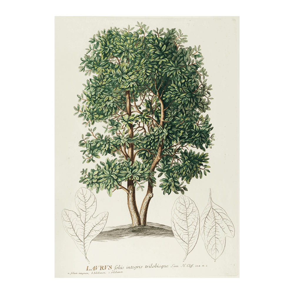 Laurus