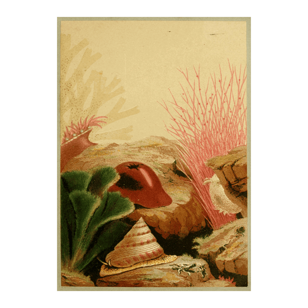 The Smooth Anemone