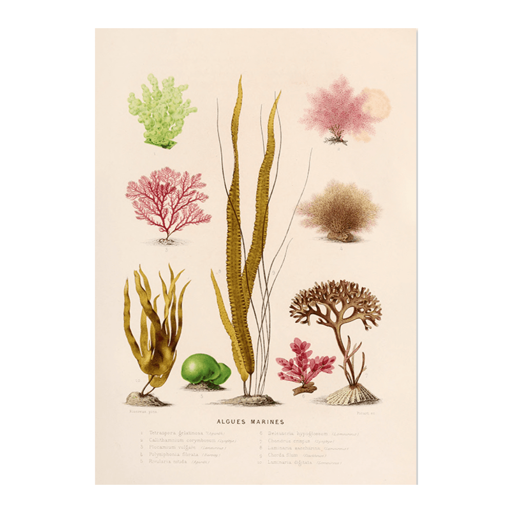 Algues Marines