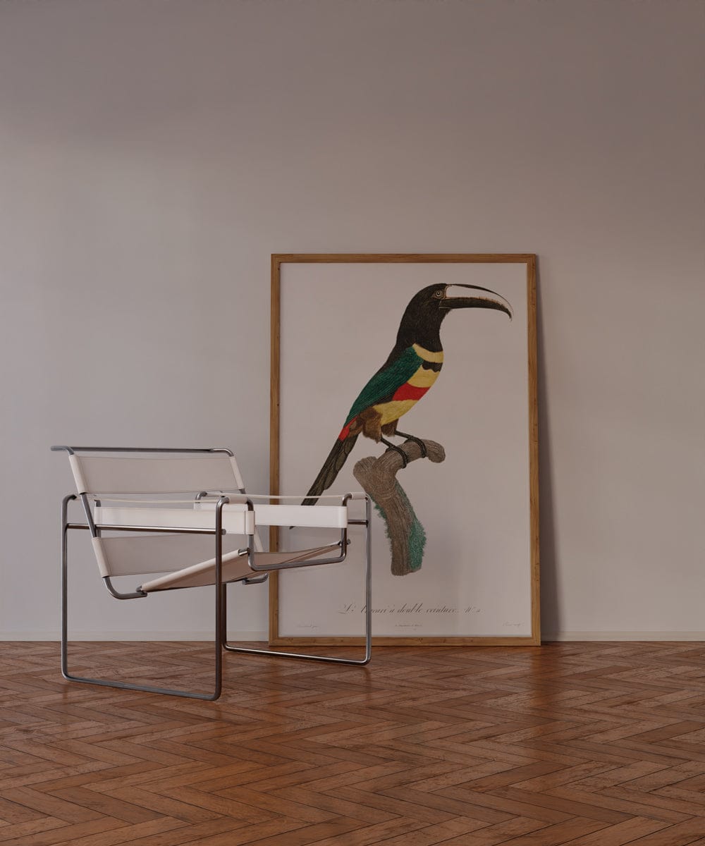 Black-Necked Aracari