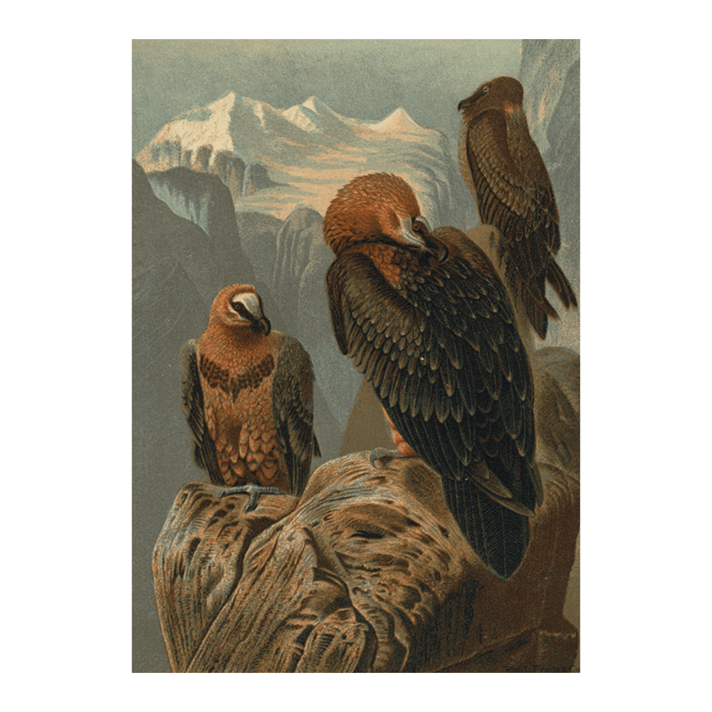 Lammergeyer
