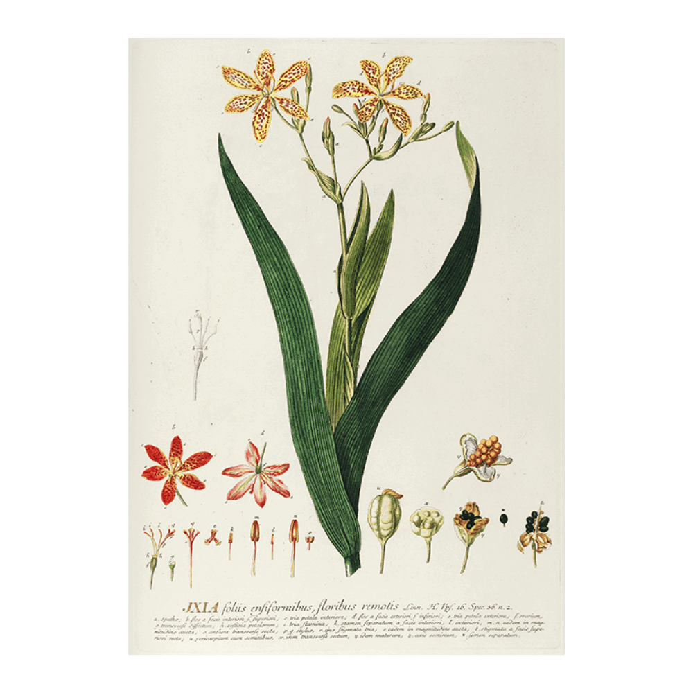 Ixia