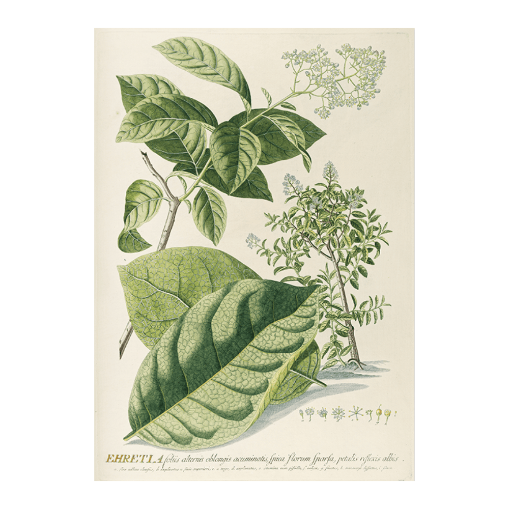 Ehretia